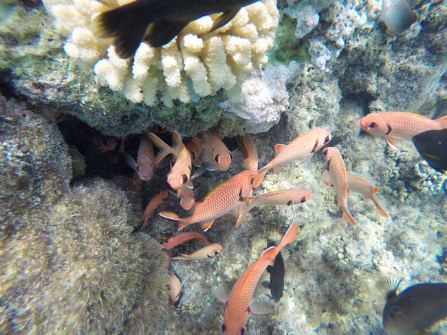 lagoon tour bora bora french polynesia coral garden