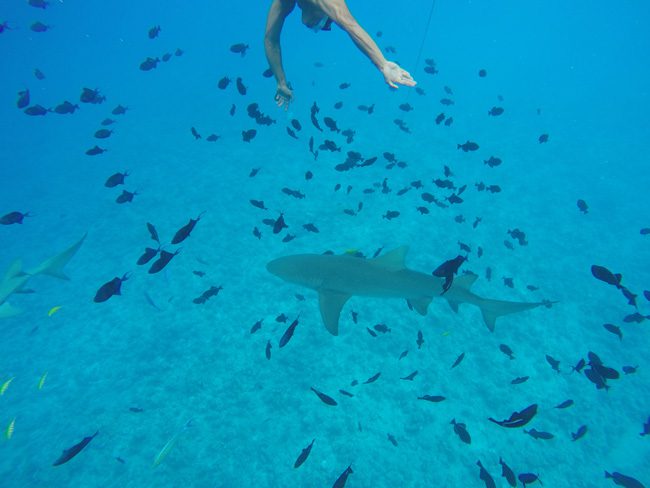 lagoon tour bora bora french polynesia didi getting close to lemon shark