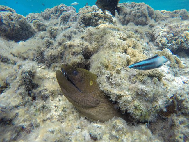 lagoon tour bora bora french polynesia moray eel closeup 1