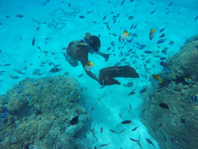 lagoon tour bora bora french polynesia moray eel out of hiding spot