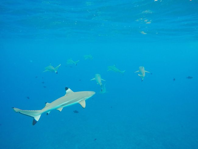 lagoon tour bora bora french polynesia reef sharks feeding