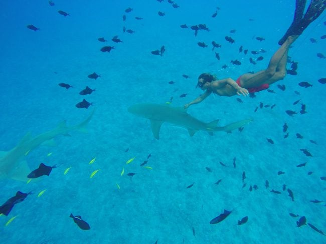 lagoon tour bora bora french polynesia swimming with lemon shark