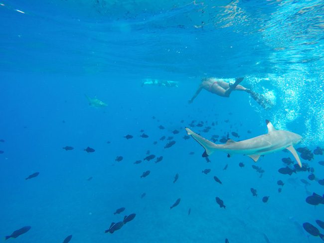 lagoon tour bora bora french polynesia swimming with sharks