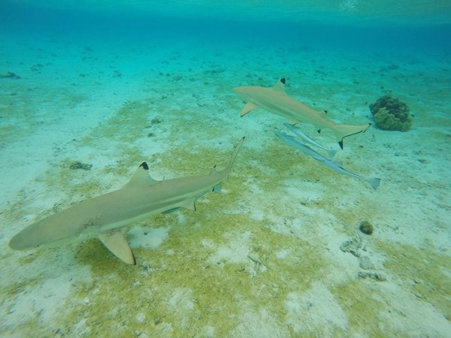 lagoon tour in bora bora french polynesia closeup of reef sharks