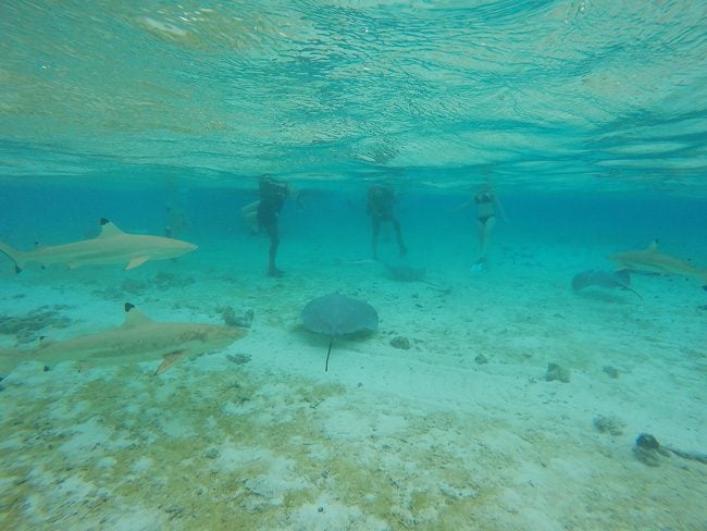 lagoon tour in bora bora french polynesia feeding sharks and stingrays