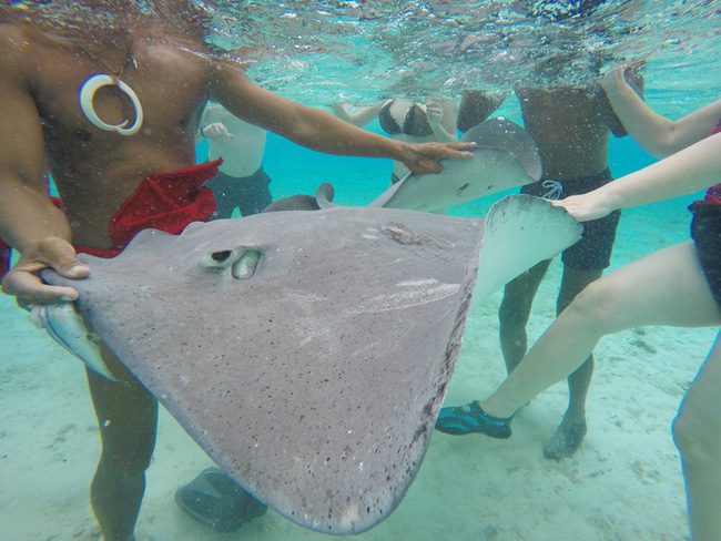 lagoon tour in bora bora french polynesia feeding stingrays