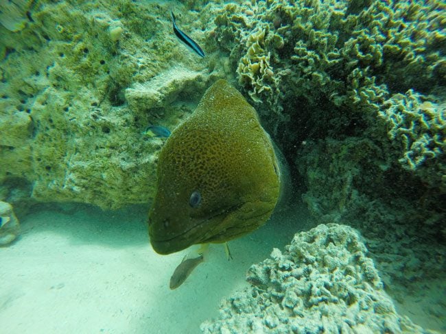 lagoon tour in bora bora french polynesia moray eel closeup 2