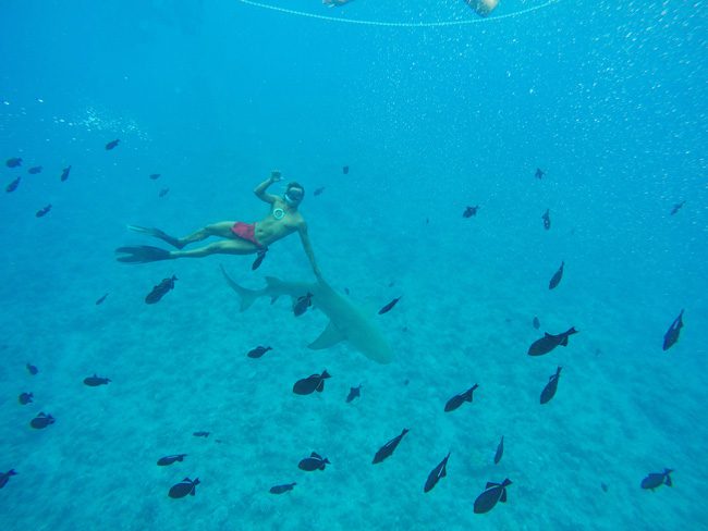 lagoon tour in bora bora french polynesia riding shark fin