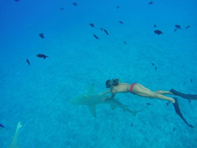 lagoon tour in bora bora french polynesia swimming with lemon shark