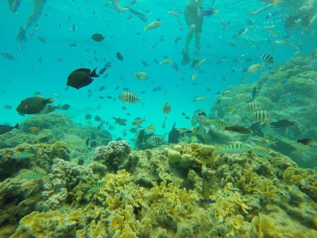 lagoon tour in bora bora french polynesia tropical fish feeding