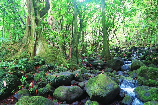 les trois cascades three waterfalls Raiatea Island French Polynesia mape tree tahitian chestnut