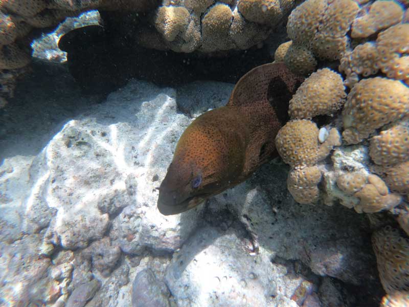 morey eel Rangiroa French Polynesia