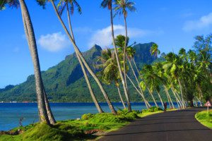 palm trees and mountain in bora bora french polynesia