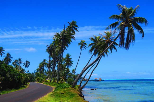 palm tress in bora bora french polynesia