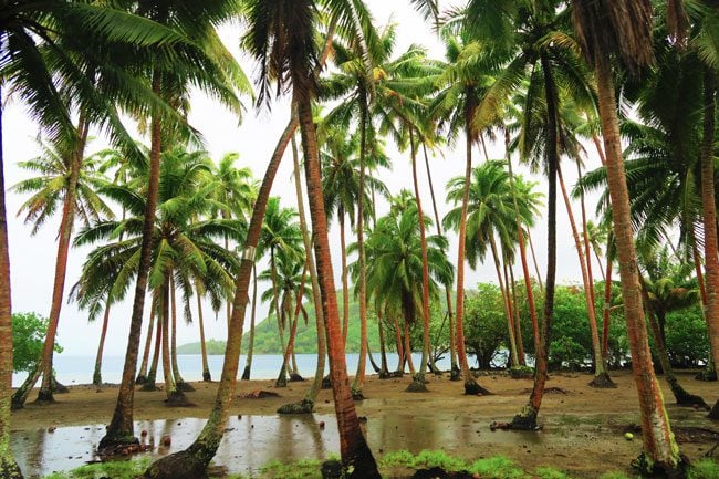 plam trees in rain storm island tour tahaa french polynesia