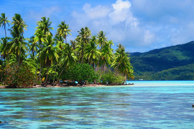 plam trees on tropical motu le tahaa luxury resort french polynesia