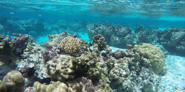 pristine coral garden le tahaa luxury resort french polynesia
