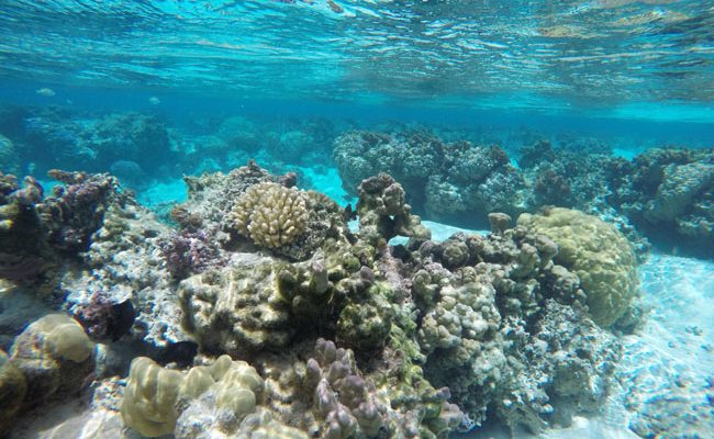 Le Tahaa Luxury Resort An Insider s Review X Days In Y