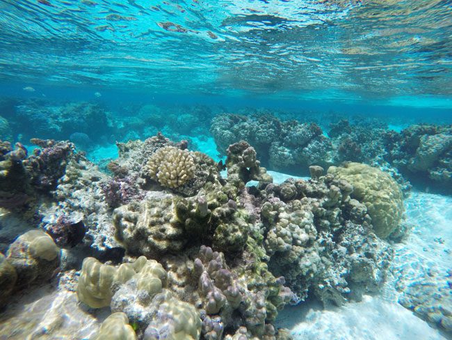 pristine coral garden le tahaa luxury resort french polynesia