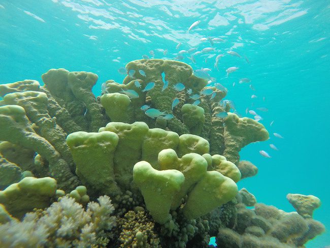 snorkeling-PK9-beach-fakarava-yellow-coral