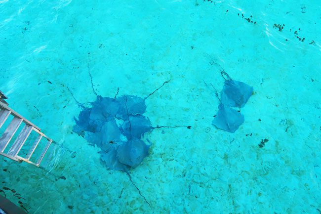 stingrays off overwater bungalow le tahaa luxury resort french polynesia