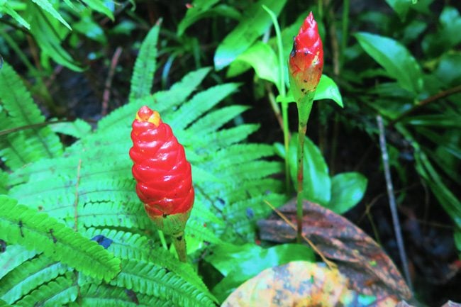 temehani plateau hike Raiatea Island French Polynesia tahitian tropical fruit