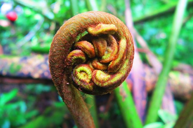 temehani plateau hike Raiatea Island French Polynesia tropical rainforest