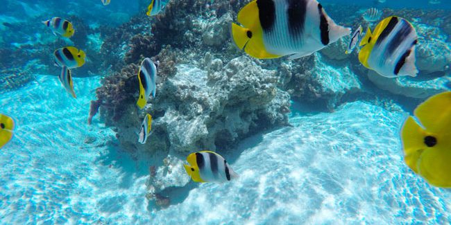 tropical fish in coral garden le tahaa luxury resort french polynesia