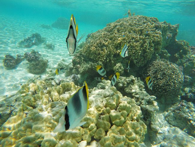 tropical fish up close coral garden le tahaa luxury resort french polynesia