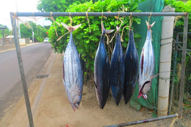 tuna in bora bora french polynesia