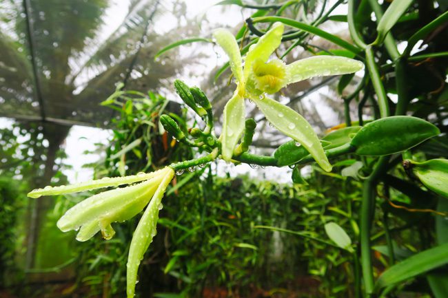 vanilla flower at vanilla farm tour tahaa french polynesia