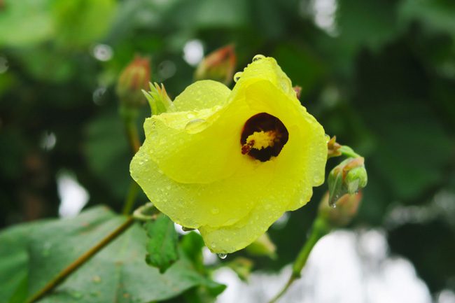 wild hibiscus in island tour tahaa french polynesia