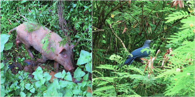 wild pig and rare bird Nuku Hiva Marquesas Islands French Polynesia