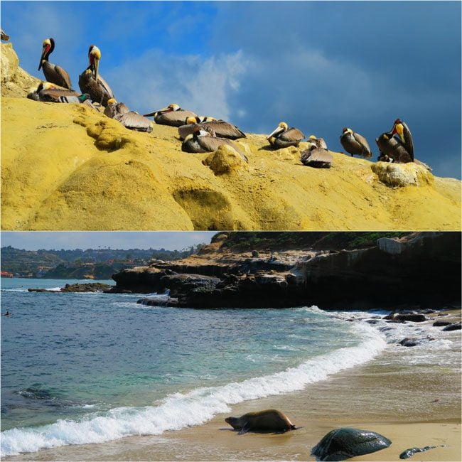 La-Jolla-Cove-San-Diego-pelicans-and-seals