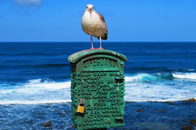 La Jolla strandfågel närbild