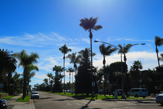 Palm trees in Cornado California