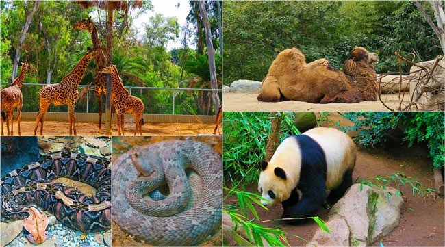 San-Diego-Zoo-Animal-Collage