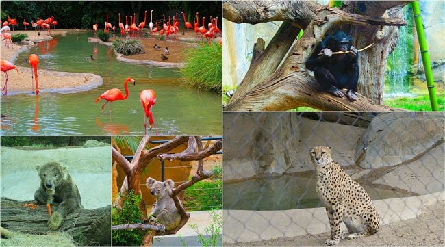 San-Diego-Zoo-Animal-Collage2