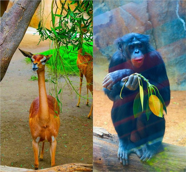 San-Diego-Zoo-Animal-Collage3