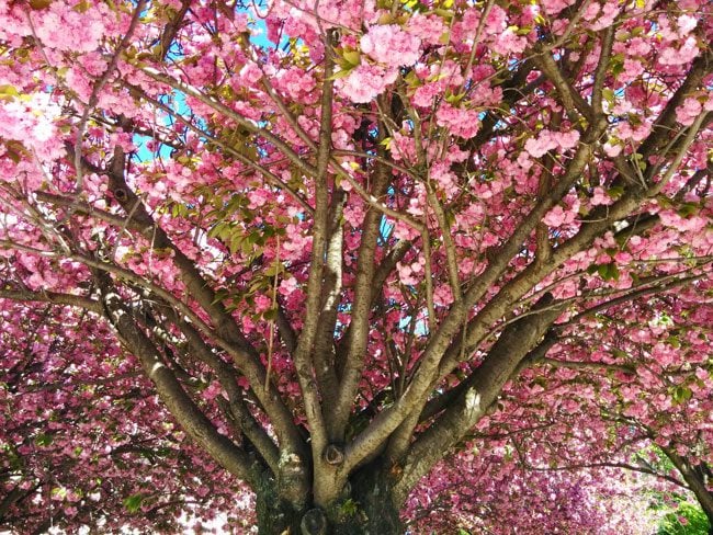 Paris in spring cherry blossom