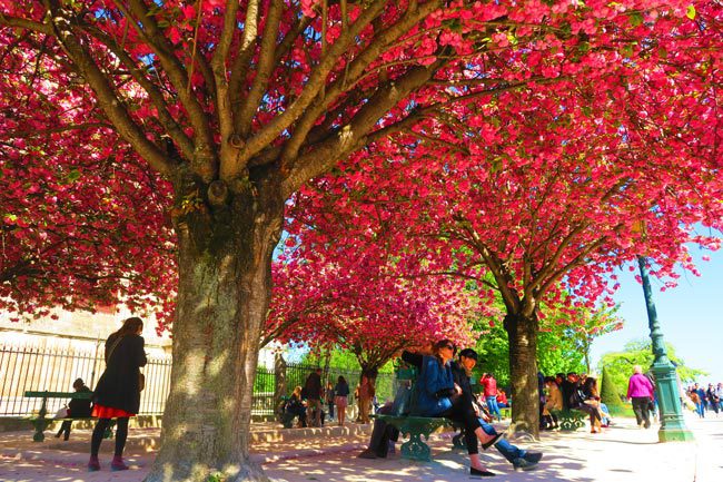 Paris spring cherry blossom