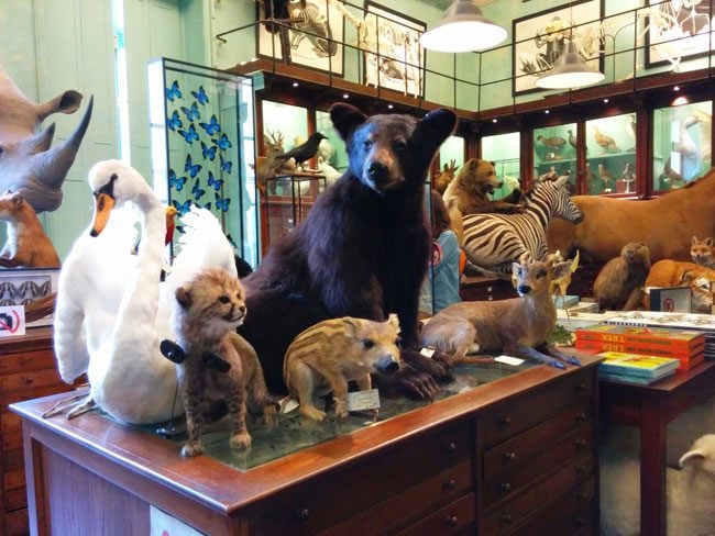 Deyrolle Taxidermist Saint Germain Paris