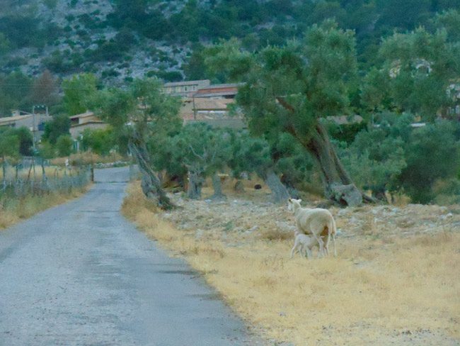 finca es castell mallorca sheep