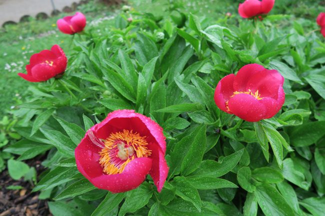 Jardin des Plantes Paris flower