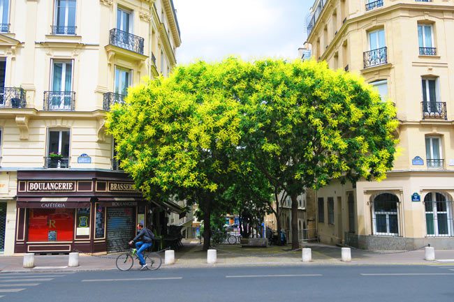 Latin Quarter Paris tree and bakery