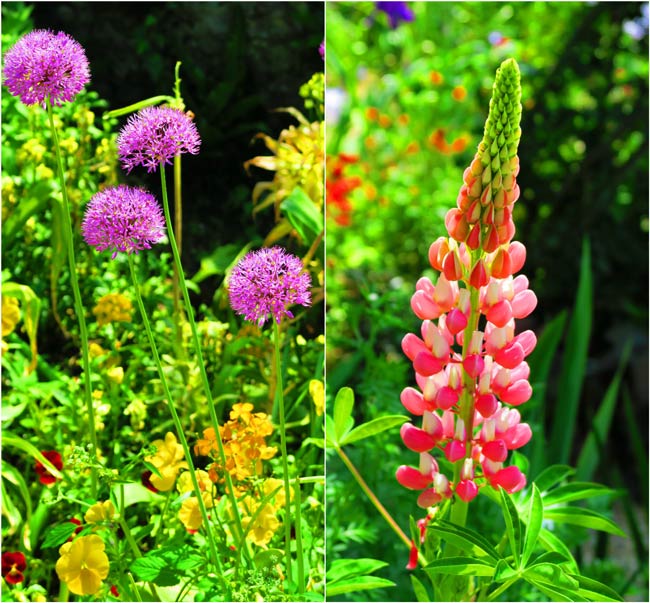 Monet garden Giverny closeup flowers