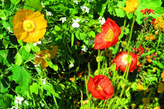 Monet garden Giverny closeup