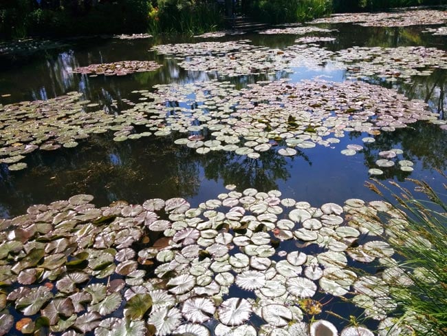 Water lily pong monet garden giverny france