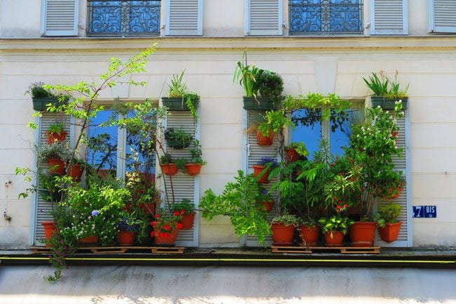 Classic paris windows with plants - canal saint martin