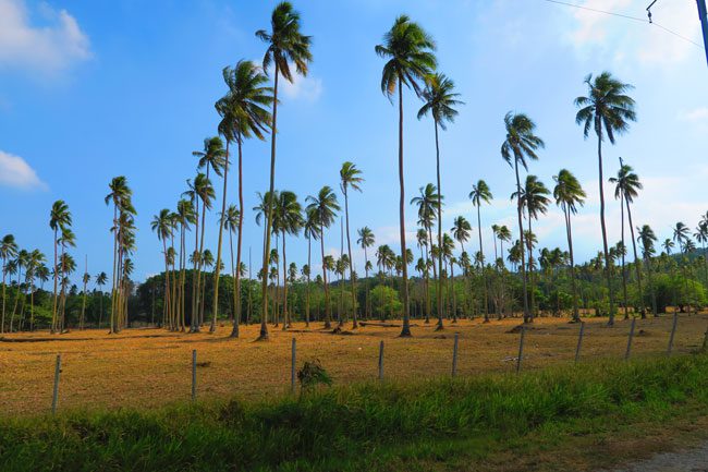 Espiritu Santo East Coast Vanuatu Palm Tress